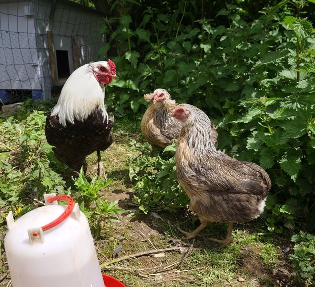 (LVDC) Araucana Saumonée Argenté