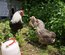 (LVDC) Araucana Saumonée Argenté