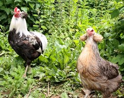 (LVDC) Araucana Saumonée Argenté
