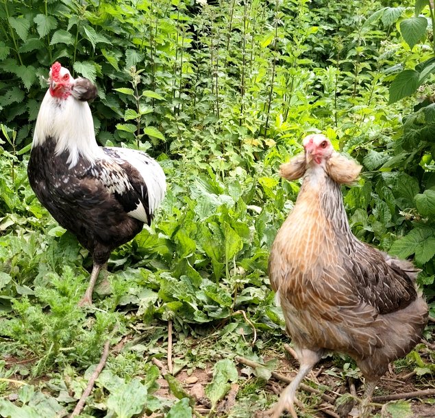 (LVDC) Araucana Saumonée Argenté