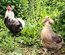(LVDC) Araucana Saumonée Argenté