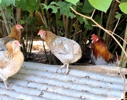 (LVDC) Araucana Saumonée Doré Bleu & Blanc