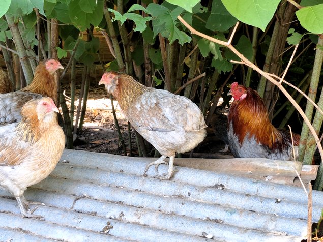 (LVDC) Araucana Saumonée Doré Bleu & Blanc