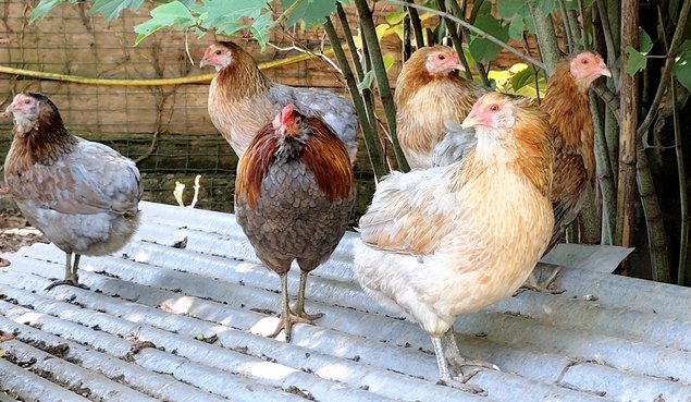 (LVDC) Araucana Saumonée Doré Bleu & Blanc
