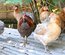 (LVDC) Araucana Saumonée Doré Bleu & Blanc