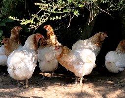 (LVDC) Promo Lot Araucana ( par 12)
