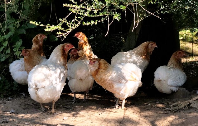 (LVDC) Promo Lot Araucana ( par 12)