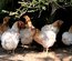 (LVDC) Promo Lot Araucana ( par 12)