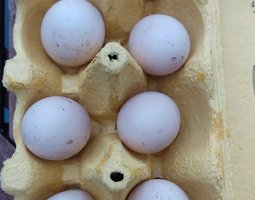 Oeufs à couver faisan doré
