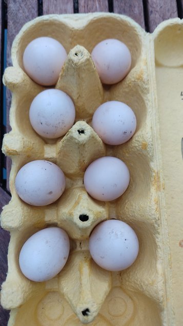 Oeufs à couver faisan doré