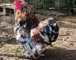 Oeufs a couver Poule Pekin