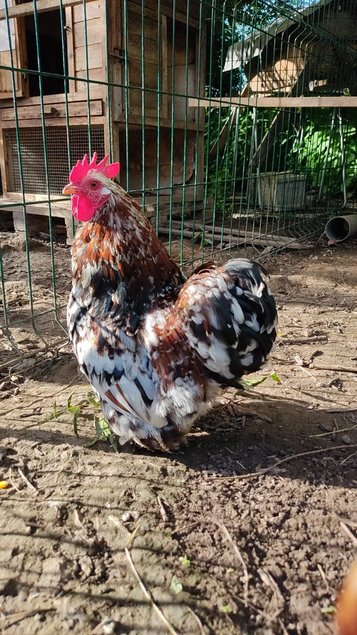 Oeufs a couver Poule Pekin