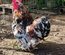 Oeufs a couver Poule Pekin