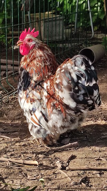 Oeufs a couver Poule Pekin