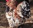 Oeufs a couver Poule Pekin