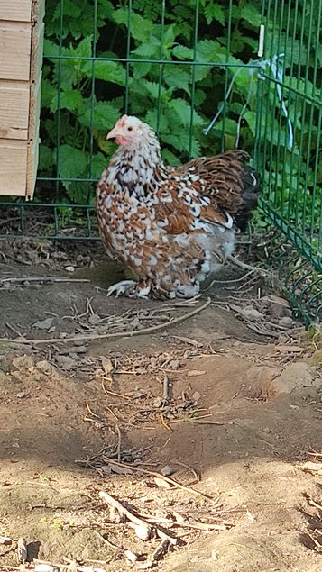 Oeufs a couver Poule Pekin