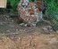 Oeufs a couver Poule Pekin