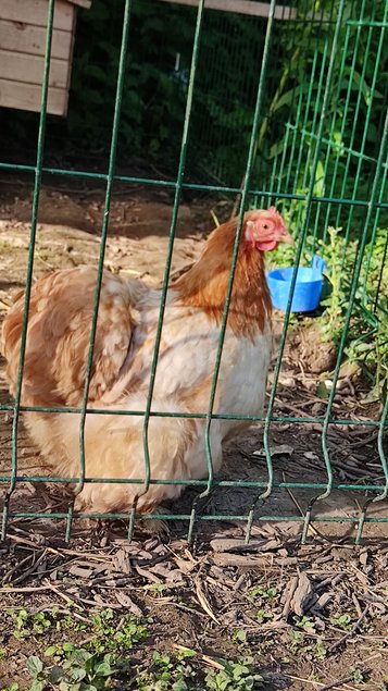 Oeufs a couver Poule Pekin