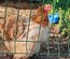 Oeufs a couver Poule Pekin