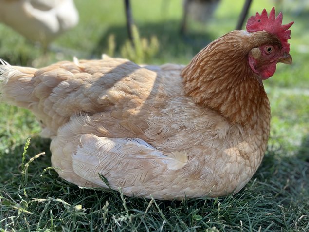 Œufs fécondés poules pondeuse