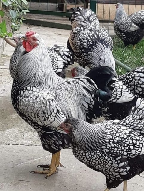 Œufs fécondés wyandotte argentés GR