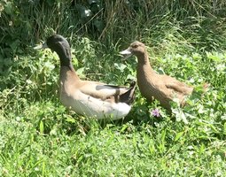 Œufs fécondés canards khaki Campbell