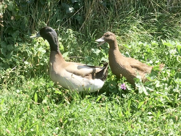 Œufs fécondés canards khaki Campbell