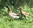 Œufs fécondés canards khaki Campbell