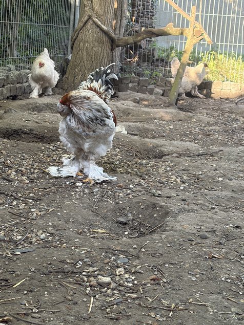 oeuf brahma