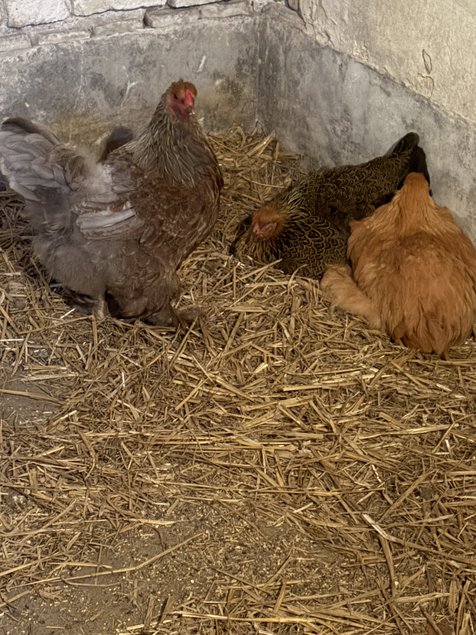 oeuf brahma