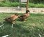 Œufs fécondés canards khaki Campbell