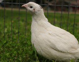Oeufs fecondés de caille blanche