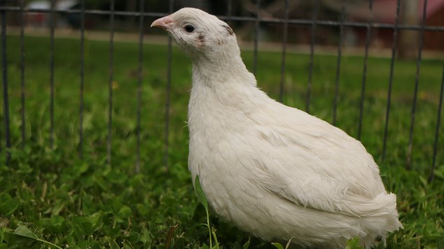 Oeufs fecondés de caille blanche