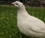 Oeufs fecondés de caille blanche