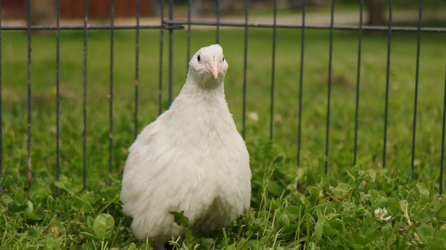 Oeufs fecondés de caille blanche