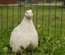 Oeufs fecondés de caille blanche