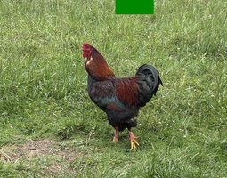 Œufs à couver de Poule Rousse