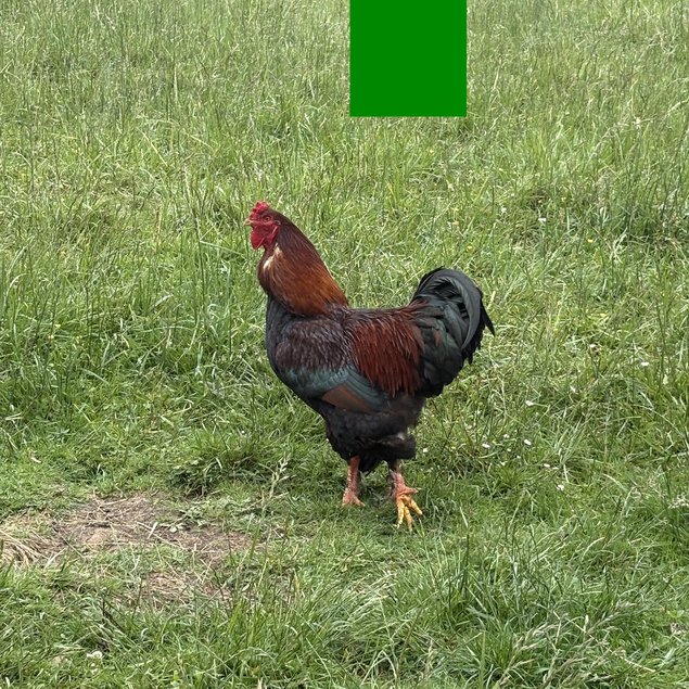 Œufs à couver de Poule Rousse
