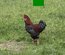 Œufs à couver de Poule Rousse