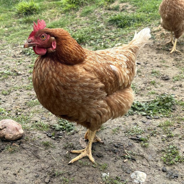 Œufs à couver de Poule Rousse