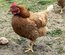 Œufs à couver de Poule Rousse