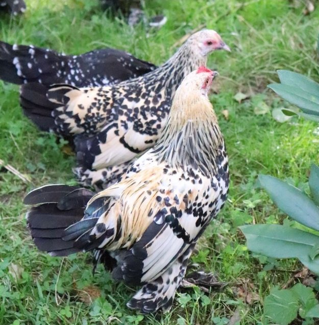 Oeufs Sabelpoot citronnée