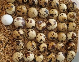 Oeuf fécondé à couver de caille du Japon grosse souche / Jumbo