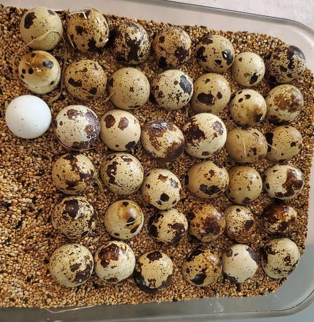 Oeuf fécondé à couver de caille du Japon grosse souche / Jumbo