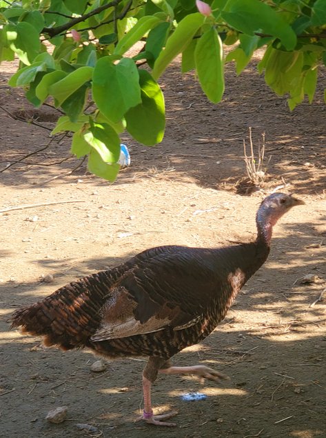 Oeufs de dinde Bronzé d'Amerique à couver