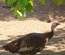 Oeufs de dinde Bronzé d'Amerique à couver