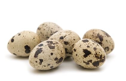 Oeufs fecondés de caille blanche
