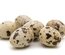 Oeufs fecondés de caille blanche