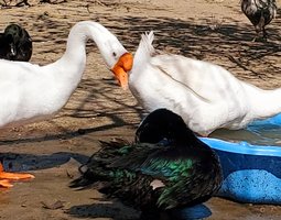Oeufs d'oies de Siam