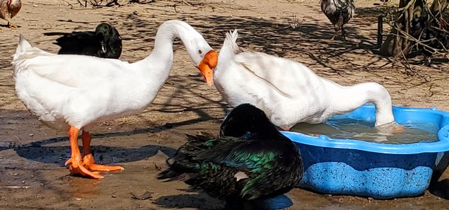 Oeufs d'oies de Siam